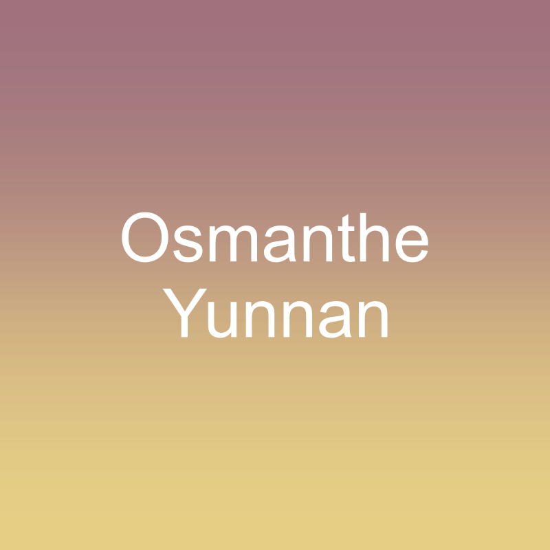 Osmanthe Yunnan