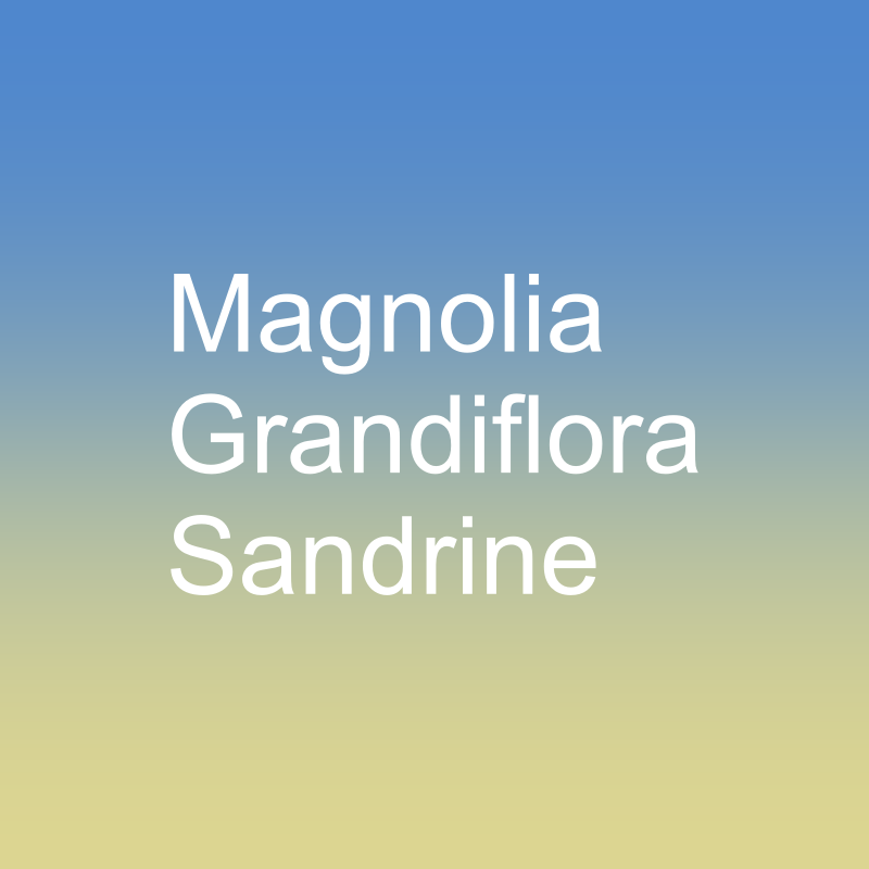 Magnolia Grandiflora Sandrine
