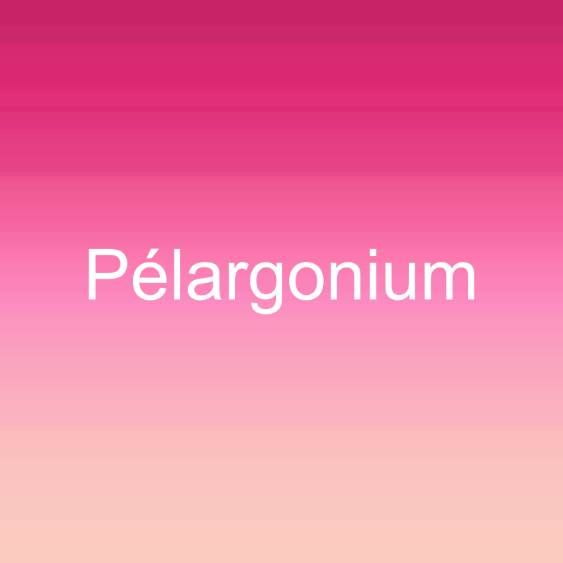 Pélargonium