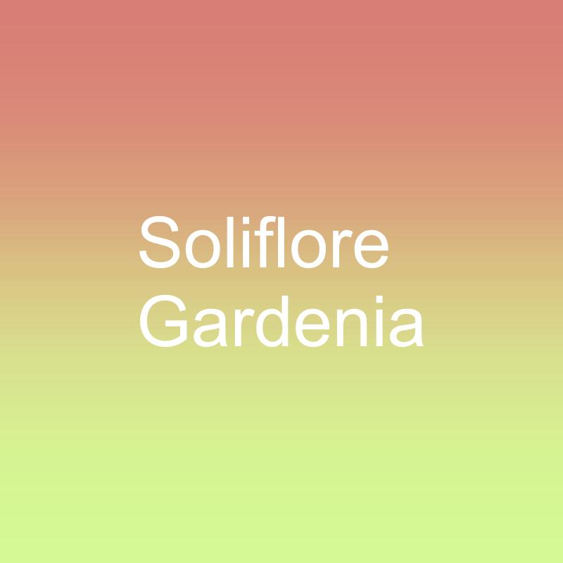 Soliflore Gardenia - SOLD OUT