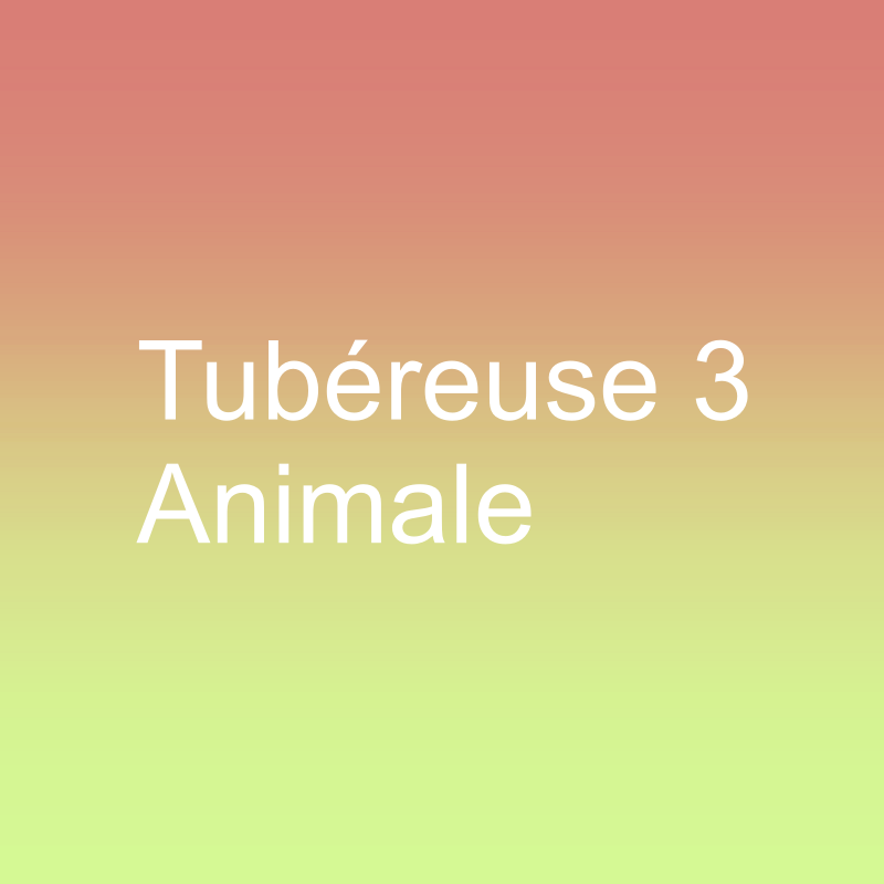 Tubéreuse 3 Animale