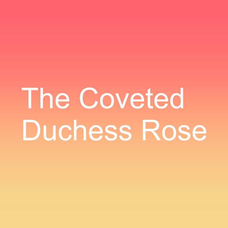 The Coveted Duchess Rose